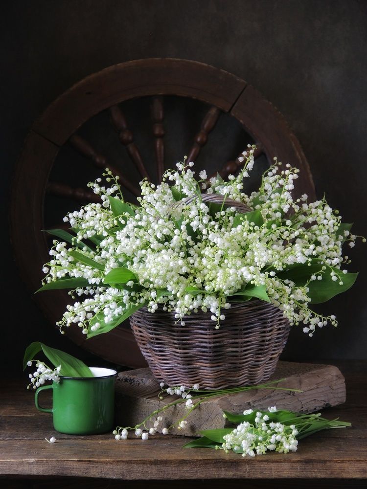 Фотография автора Елена Доянова