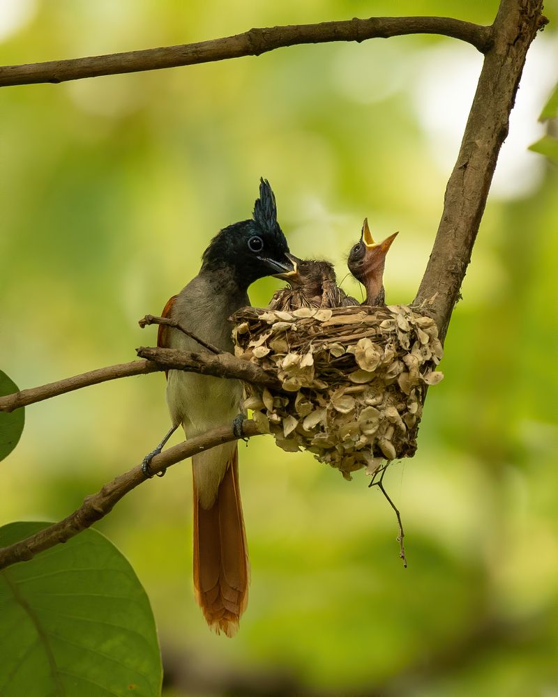 Paradise and her newborns