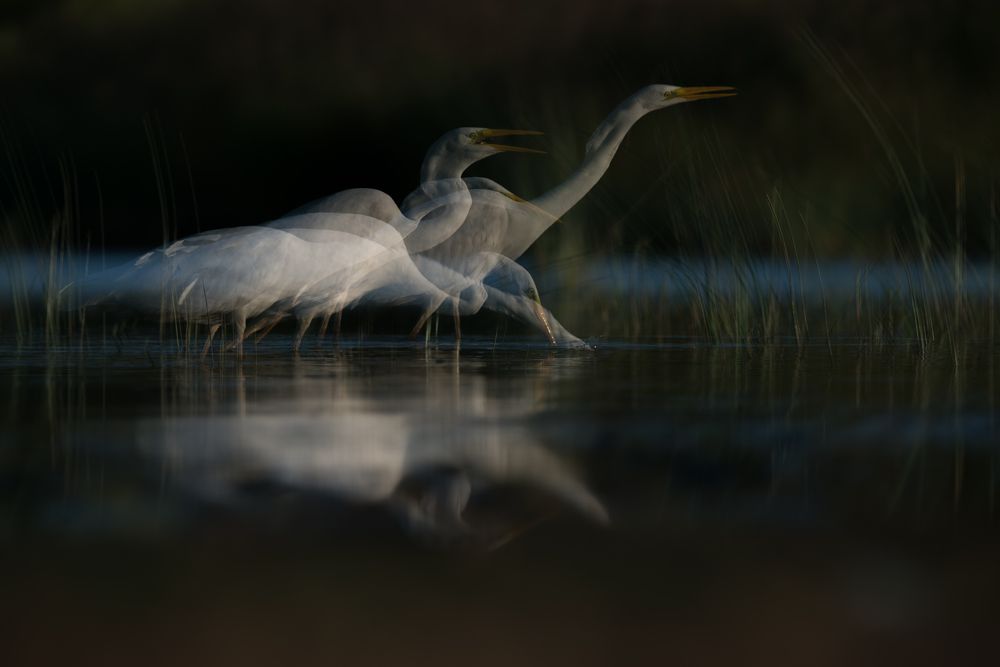 Photograph by Остапенко Дарья