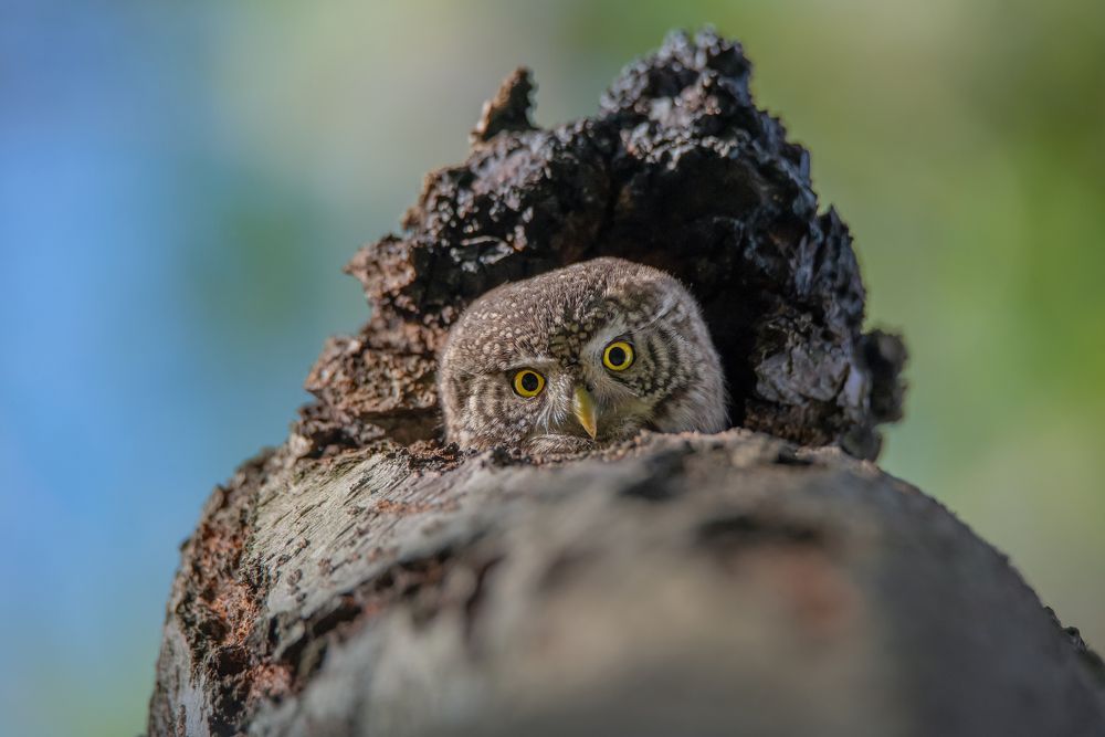 Photograph by Остапенко Дарья