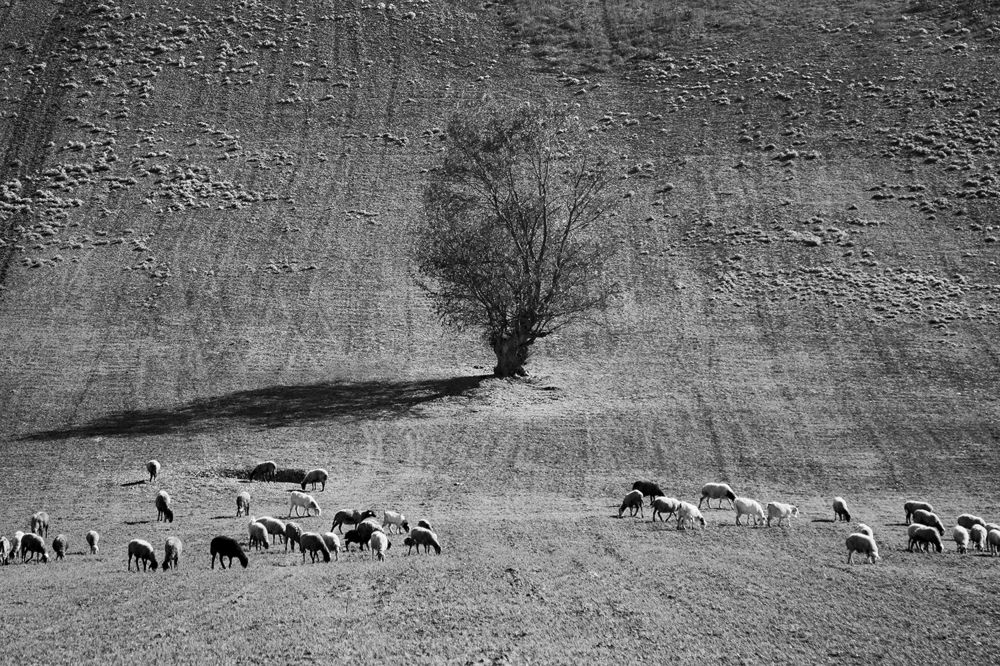 the shepherd