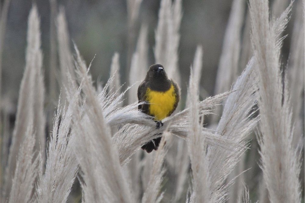 Photograph by Alfredo Jacquemard