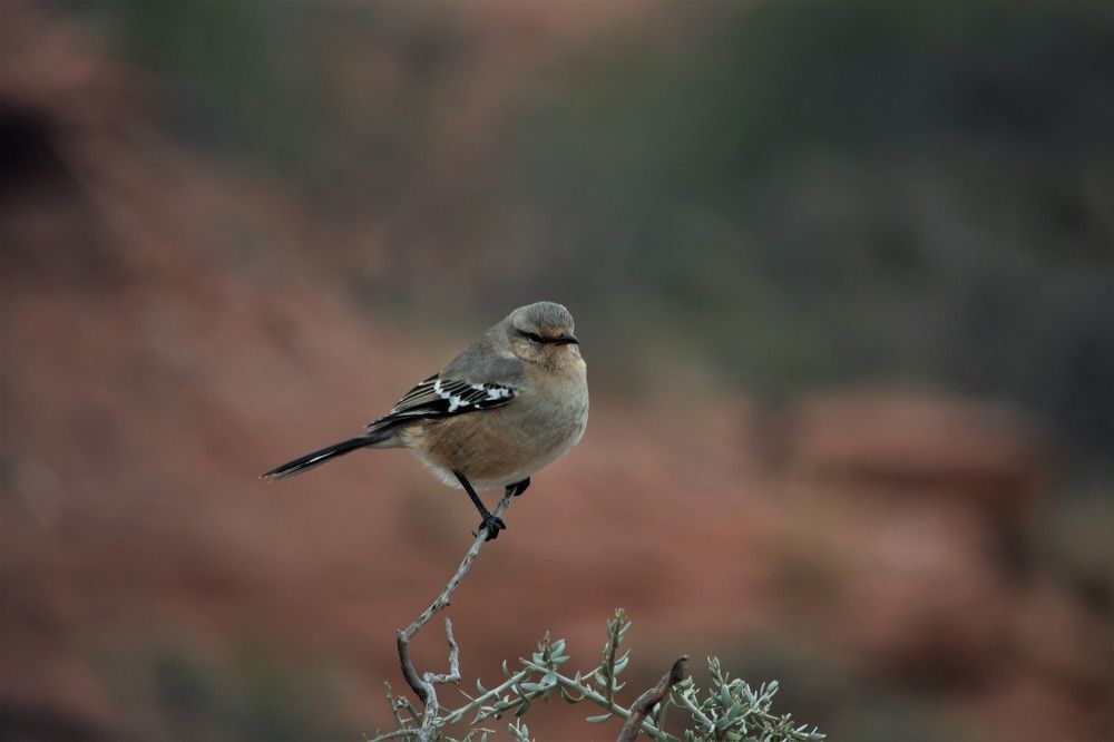 Photograph by Alfredo Jacquemard