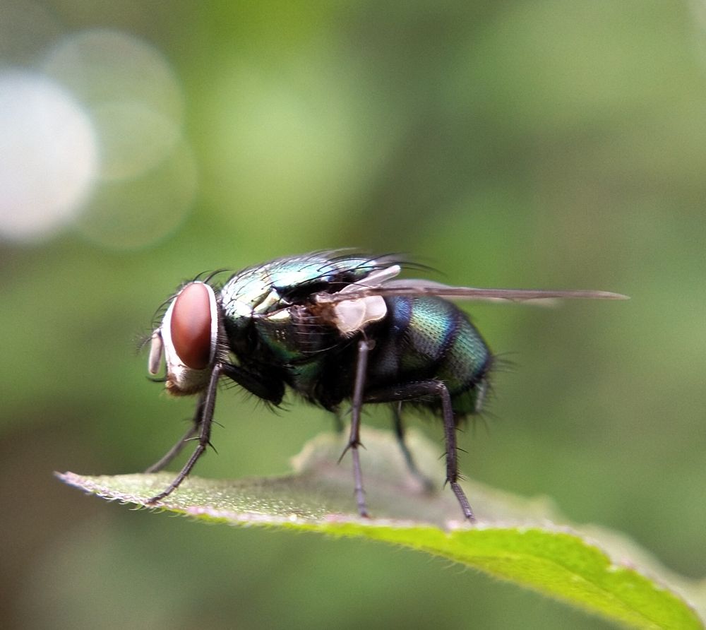 Photograph by Sajal Menon