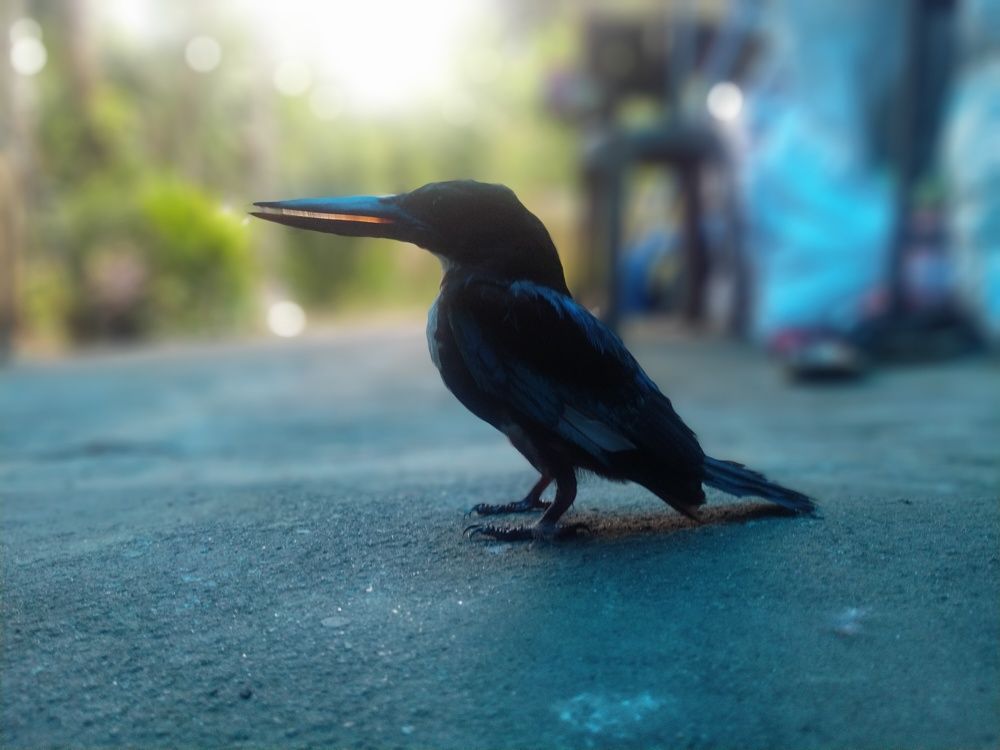 Photograph by Sajal Menon