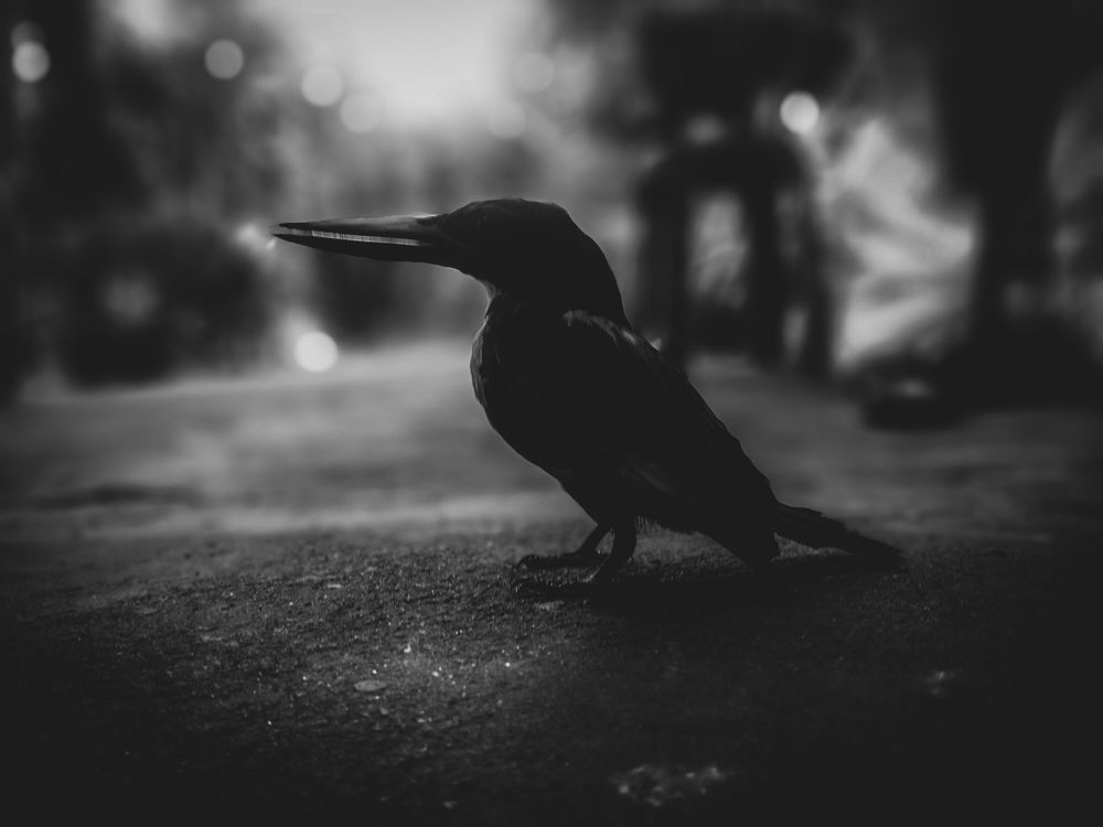 Photograph by Sajal Menon