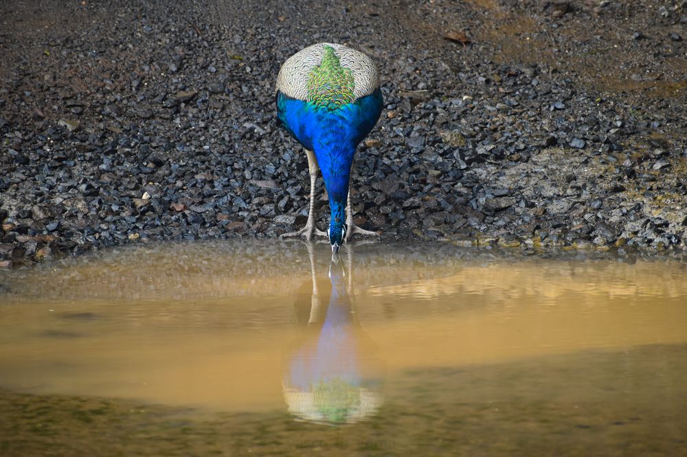 Photograph by Amit Solanki