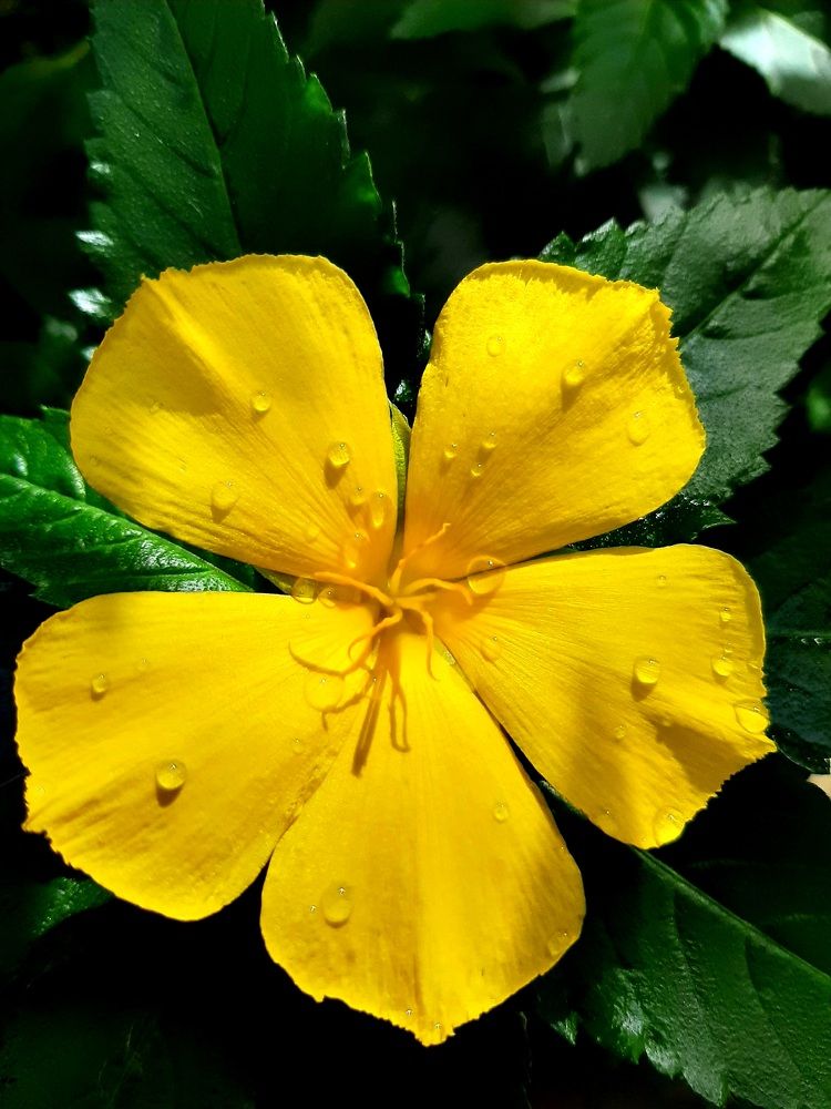 Фотография автора Hepzibah