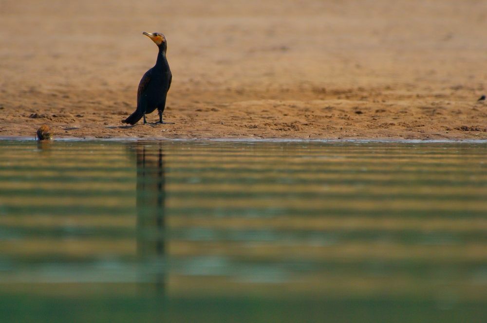 cormorant's morning