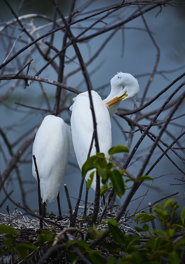 Great Egret (nesting habits)
