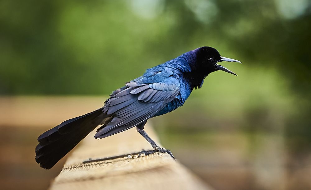 Boat-tailed grackle.