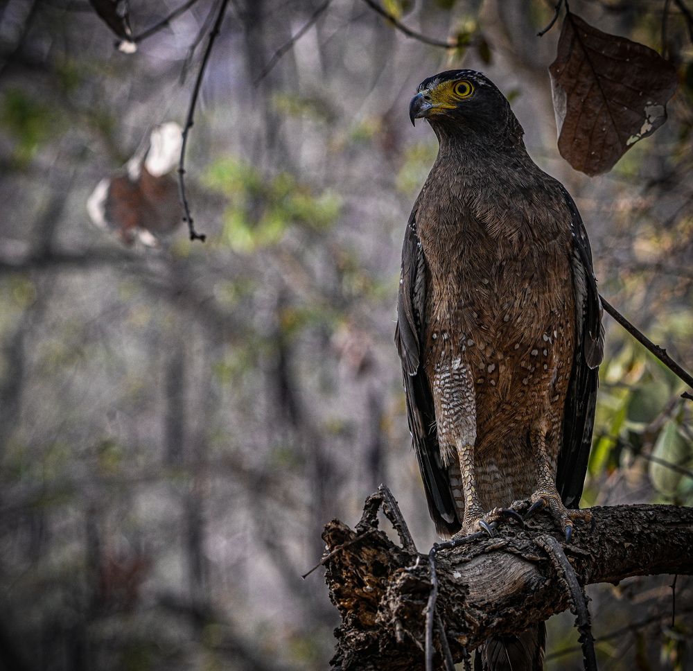 Photograph by Sharad Mansharamani