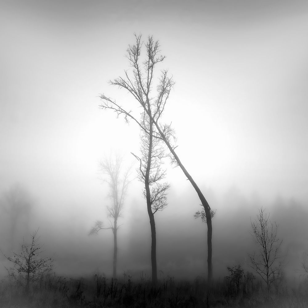 Photograph by Михаил Копанс