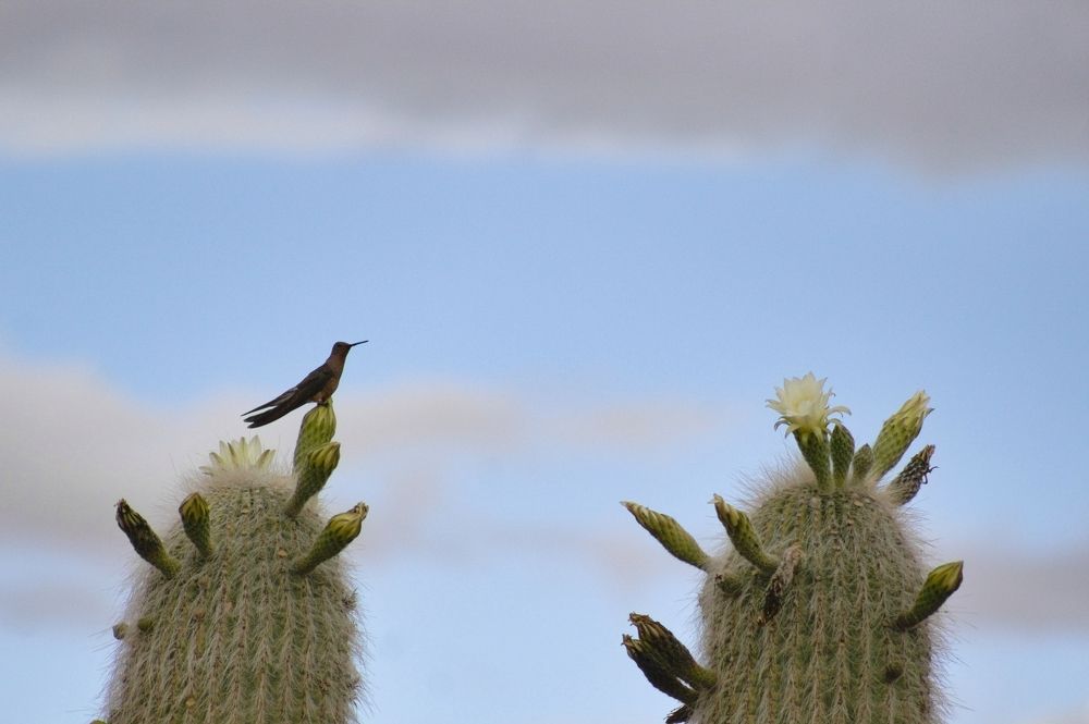 Photograph by Guillermo Topp