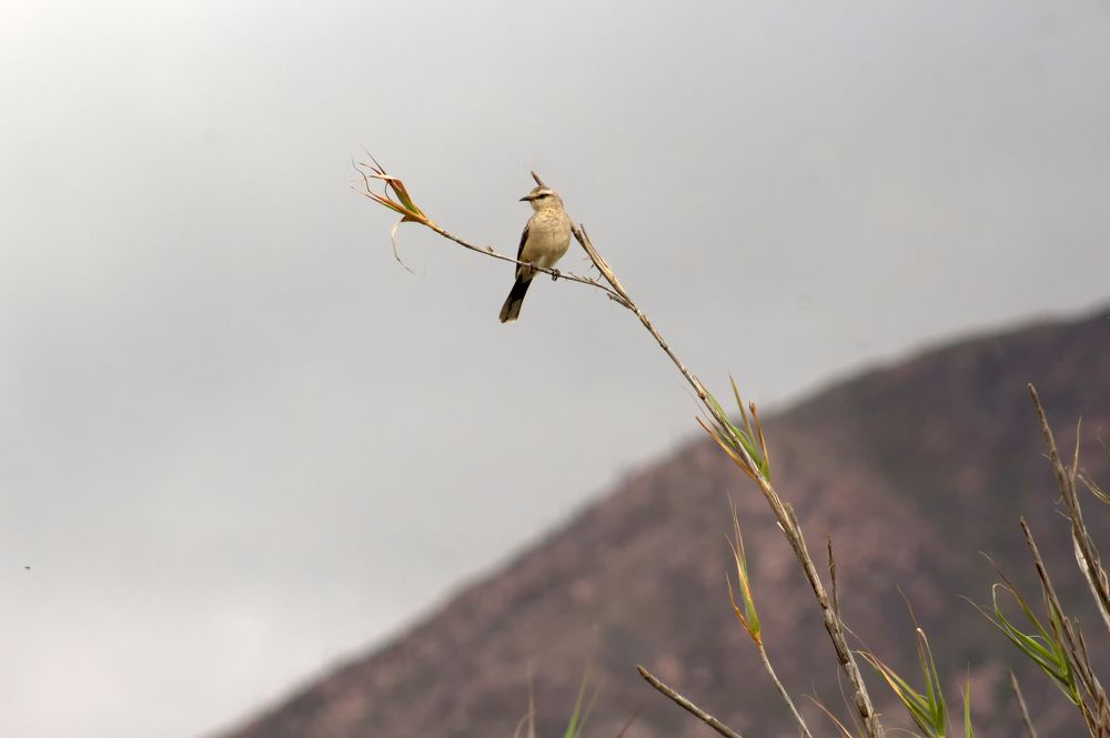 Photograph by Guillermo Topp