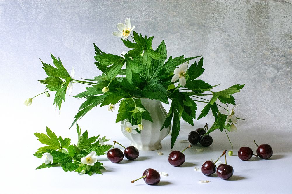 Ветреница и черешня