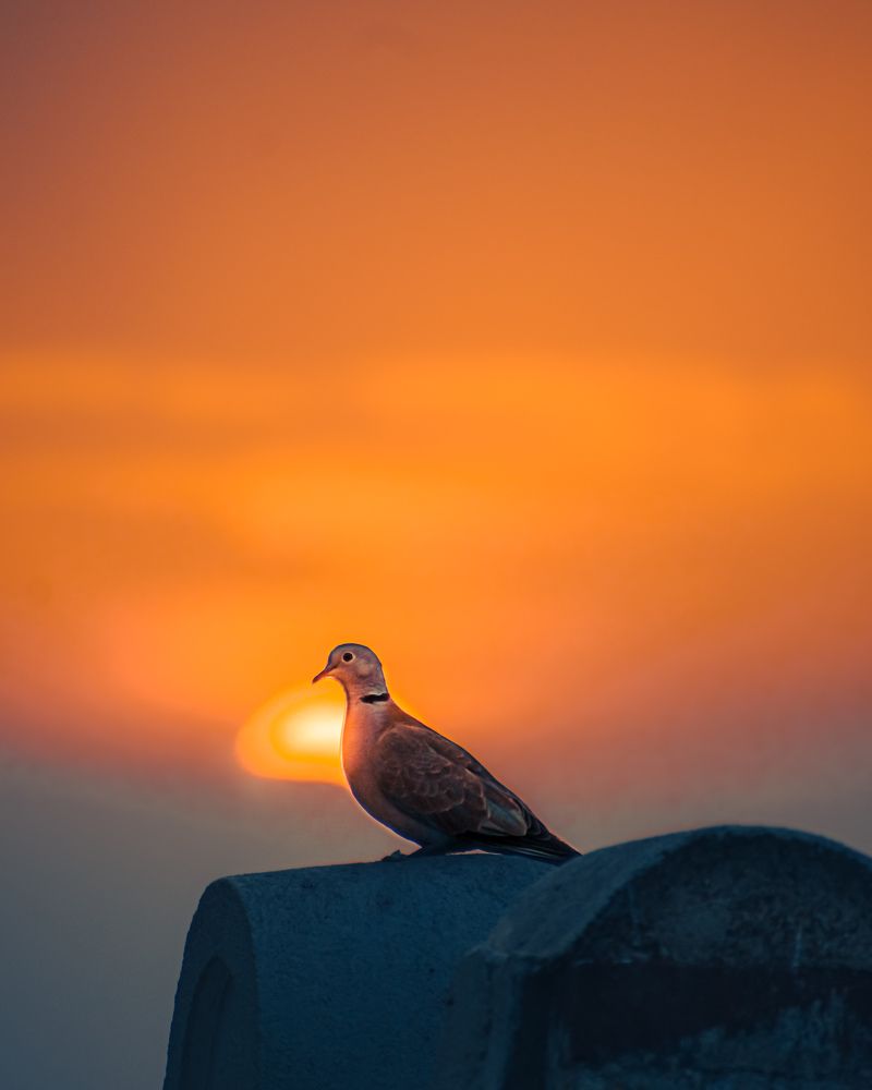 Photograph by Ritaban Mukherjee