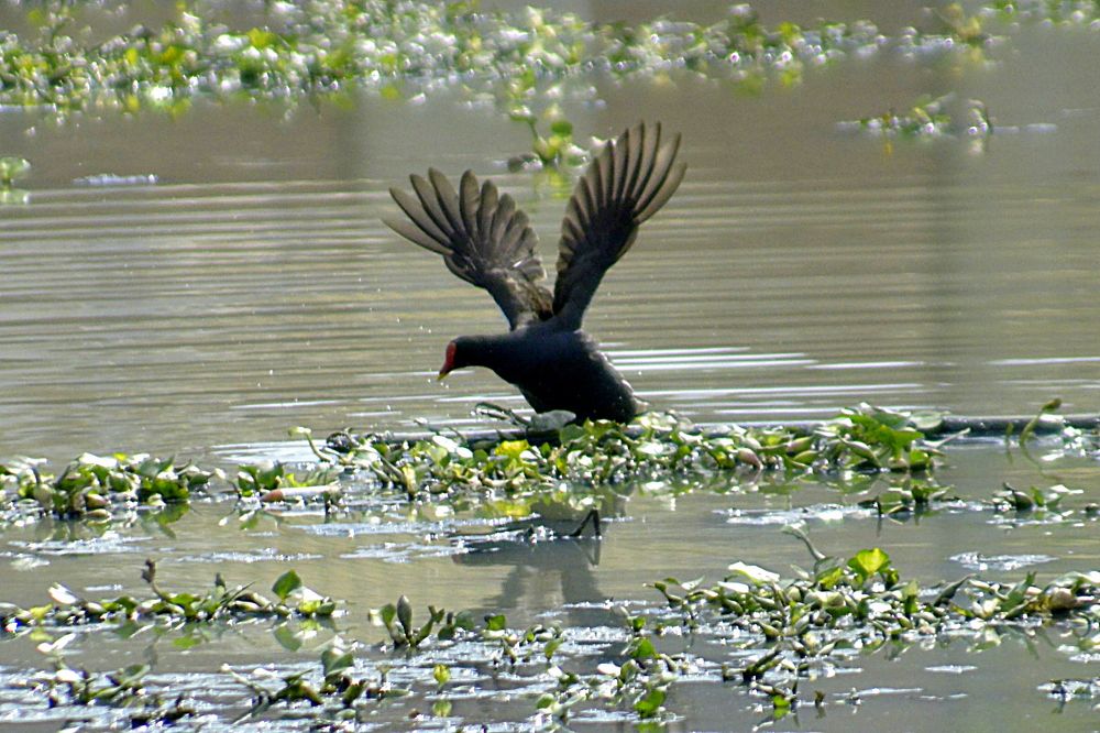 Фотография автора SYED AKBAR