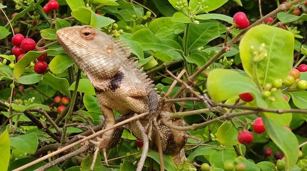 Photograph by Sugata Sinha Roy