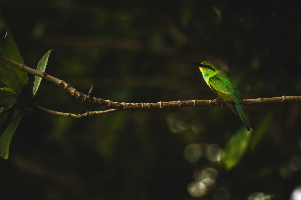 Photograph by Abhishek Sriramula