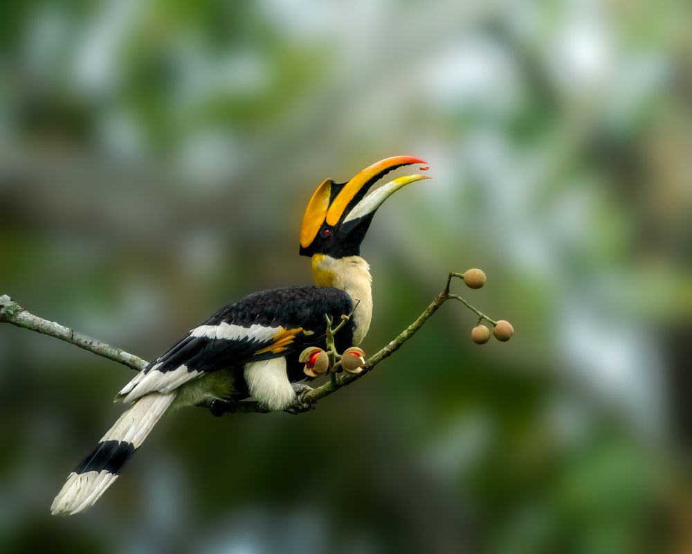 Great Hornbill