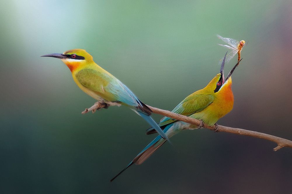 Photograph by Partha Singharoy
