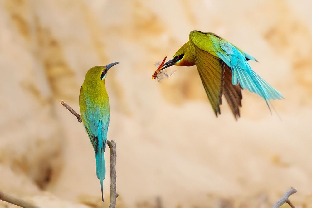 Photograph by Partha Singharoy