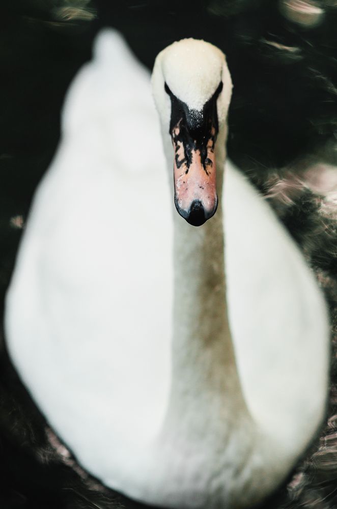 Photograph by Lera Z