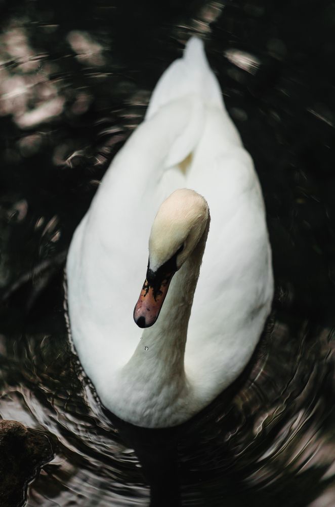 Photograph by Lera Z