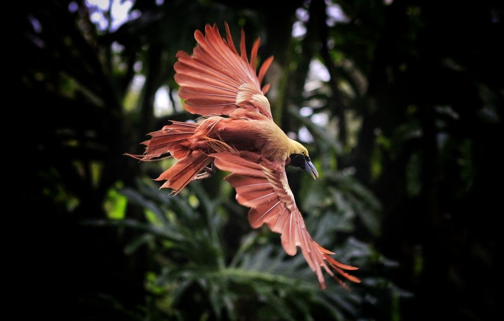 Photograph by Deden Maqsudi