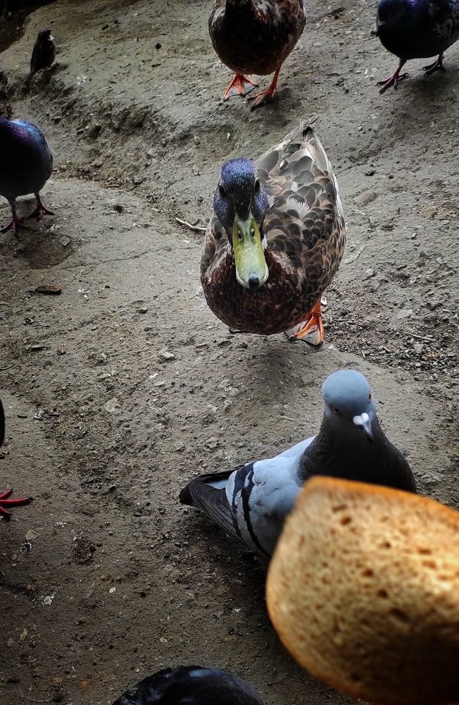 Photograph by Наталья Рау