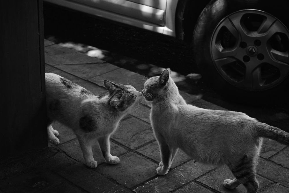 Photograph by Pouria marhamati