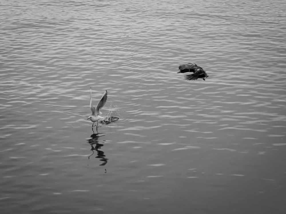 Photograph by Pouria marhamati