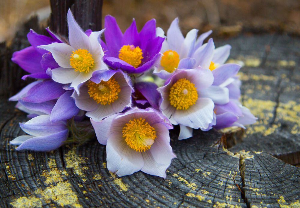 Photograph by Надежда Моряхина