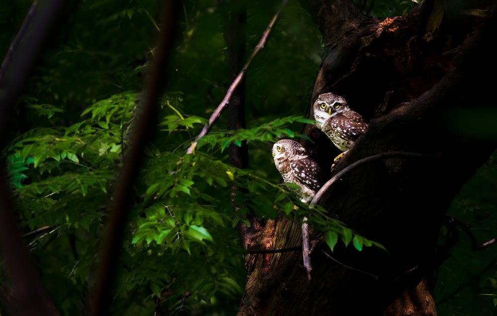 Photograph by Srijon Das