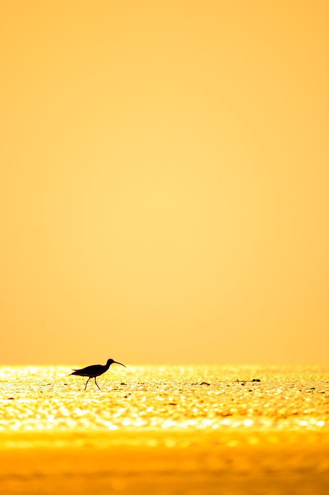 Photograph by Srijon Das