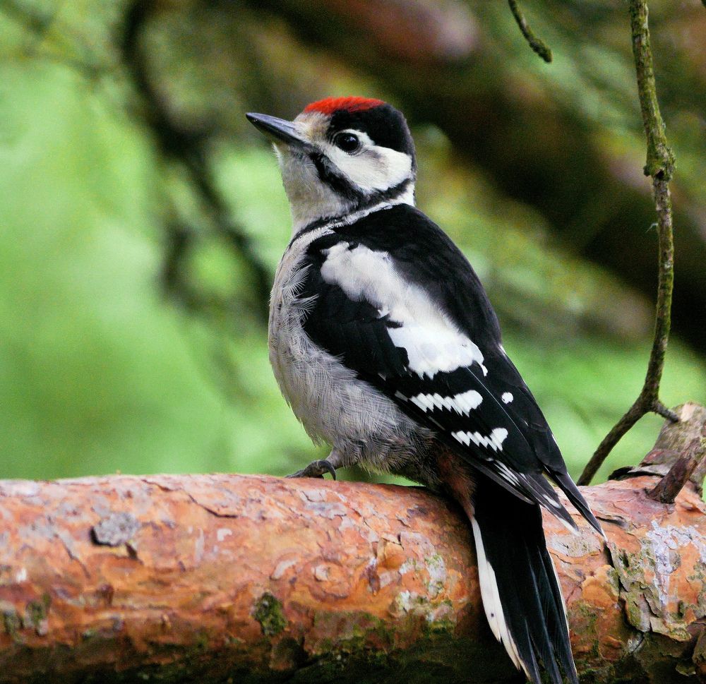 Photograph by sasha yudin