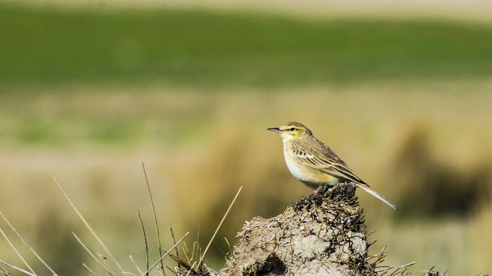 Photograph by Reza Mohammadi