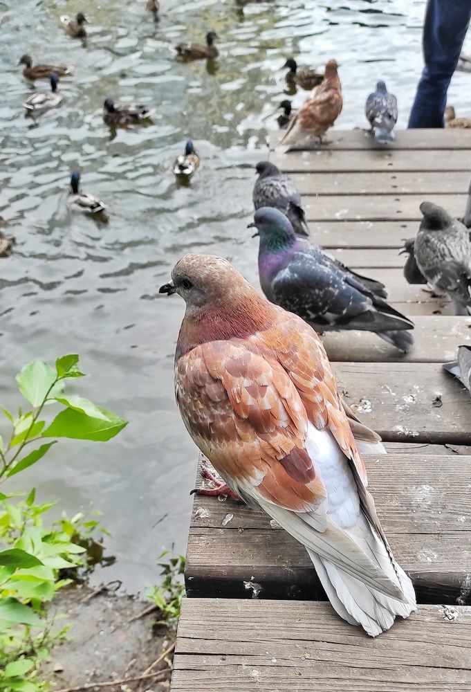 Photograph by Наталья Рау