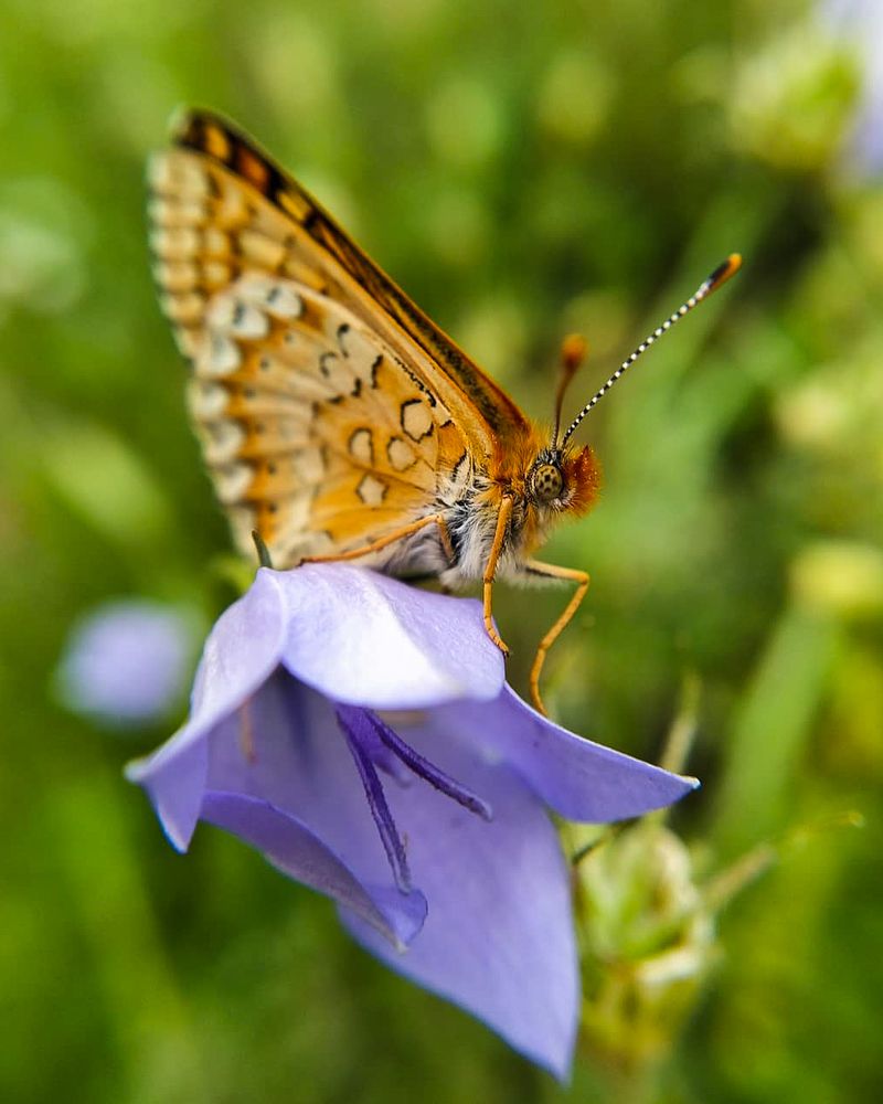 Record some of the beauties of God's creation
