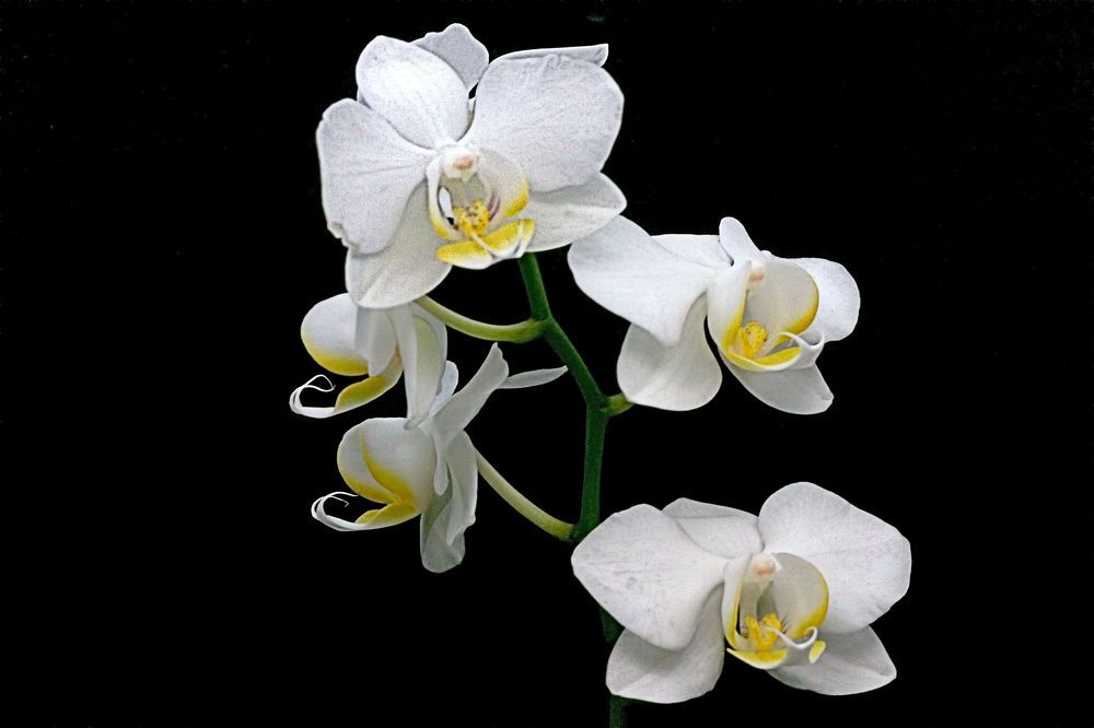 Photograph by Art Bisschop