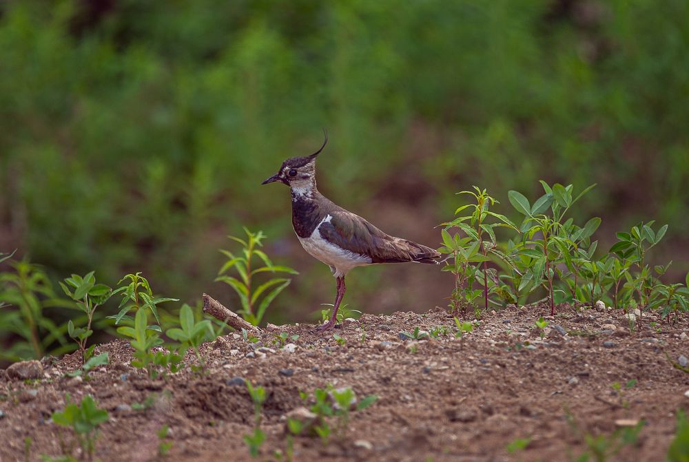 Photograph by Анатолий Буянов