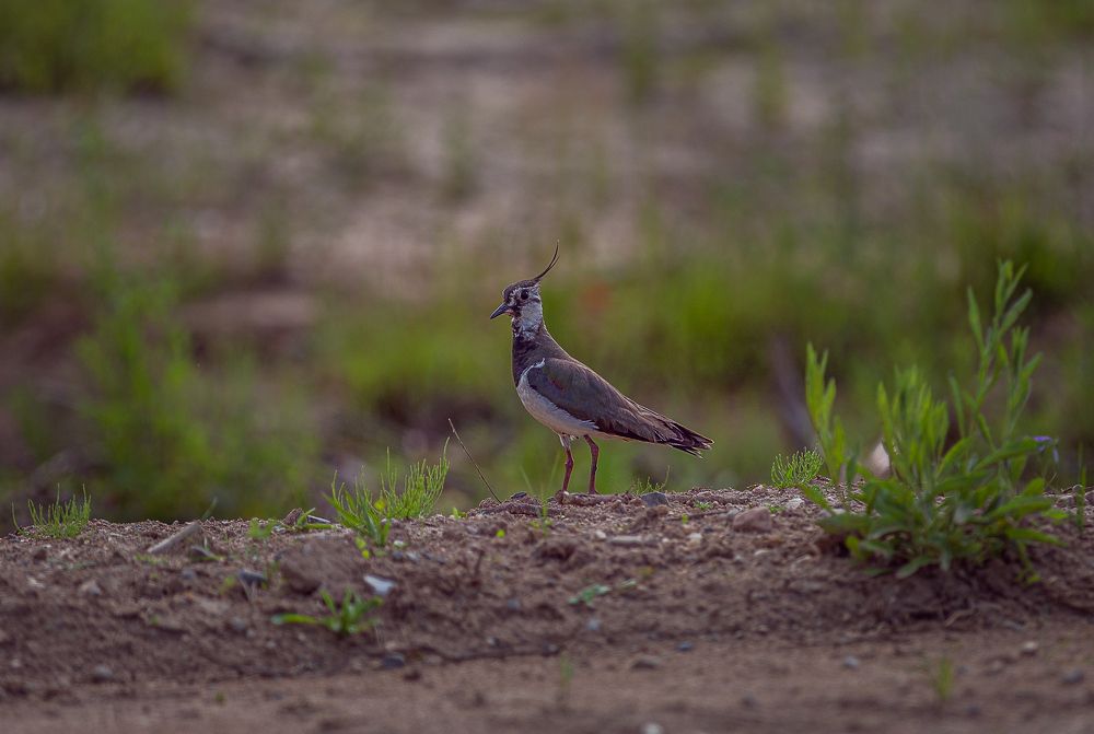 Photograph by Анатолий Буянов