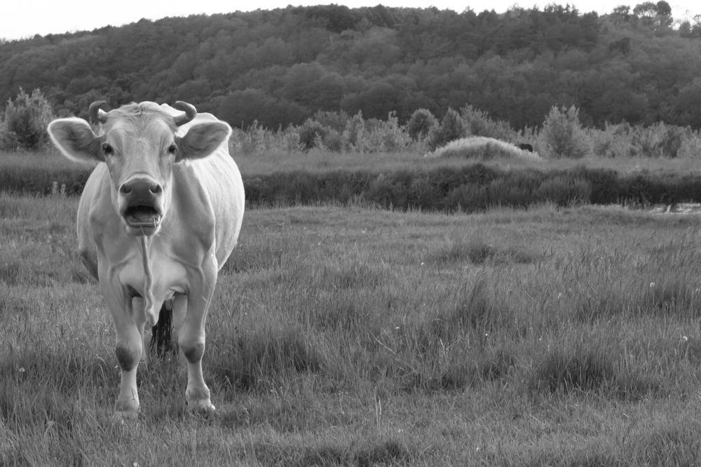Photograph by Дарья Ващенко-Панкина