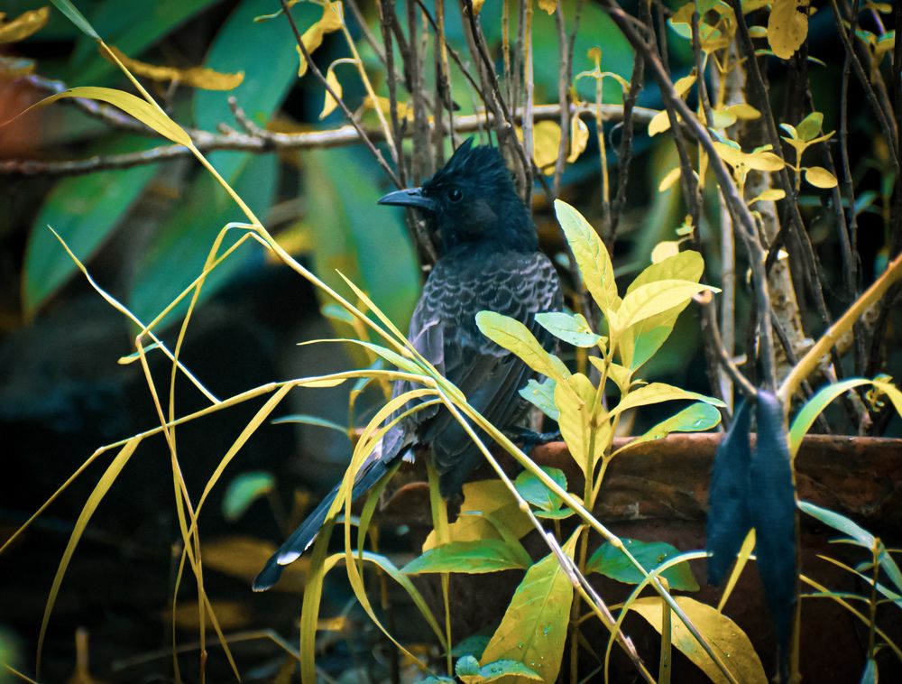 Photograph by Tathagata Mukherjee