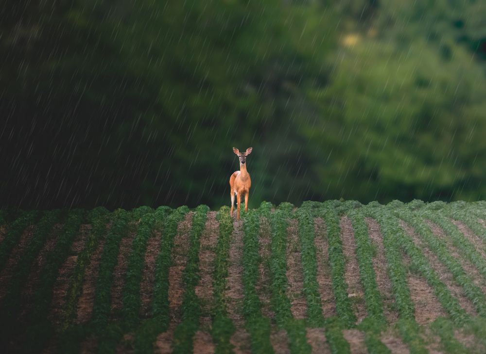 Majestic Beauty of a Confident Deer in a Rainy Wonderland
