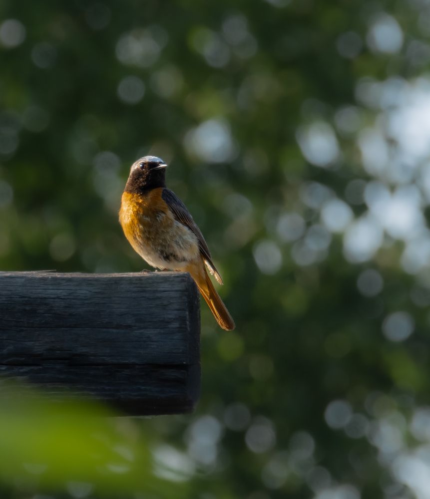 Горихвостка на закате