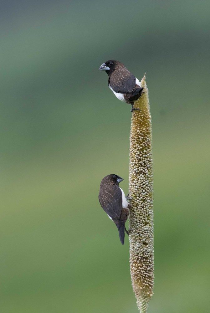 Tiny beauty in pose.