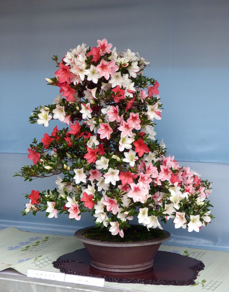 Photograph by Pjotr Alekseev