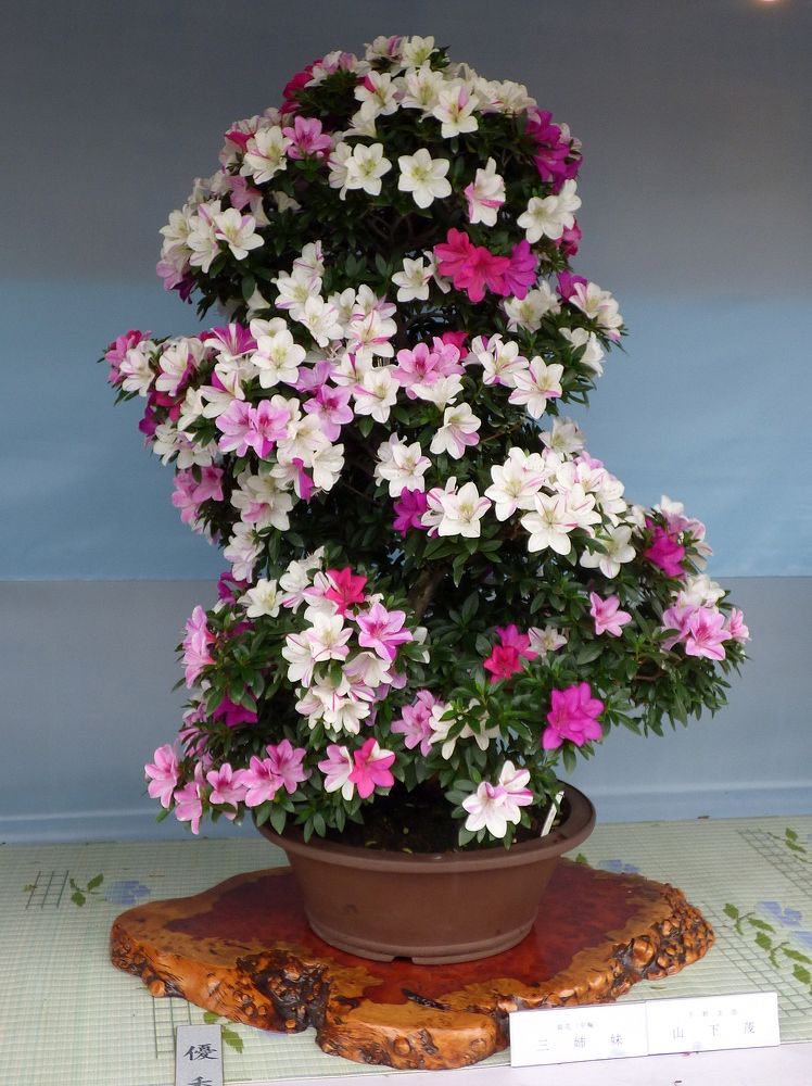 Photograph by Pjotr Alekseev